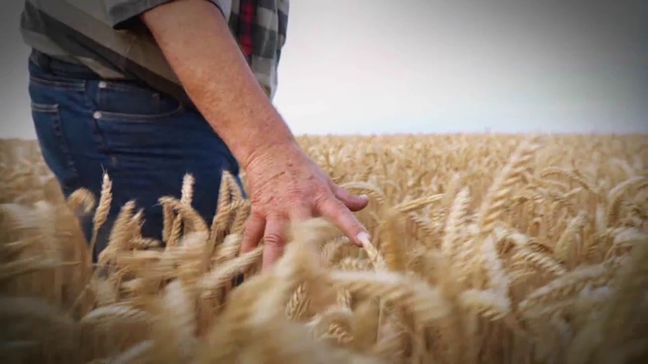 Fergus Farm Mutual YouTube