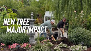 Big Planting Of A Dogwood Tree In The Garden 🌳