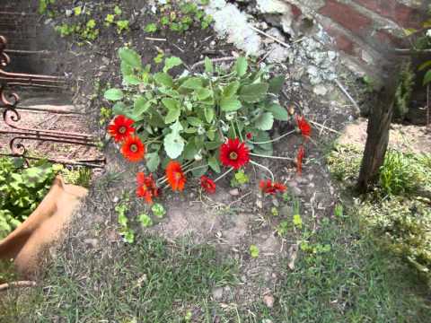 Mi jardin en primavera.wmv free fonts
