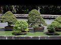 Omiya Bonsai Village