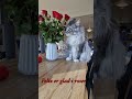 Felix loves  roses