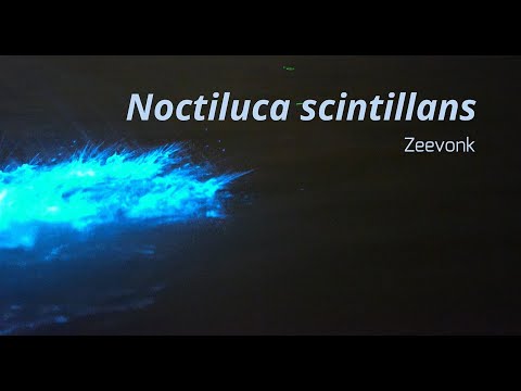 Noctiluca scintillans (Zeevonk) in The Netherlands