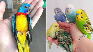 Smart And Funny Parrots Parrot Talking Videos Compilation (2023) - Cute Birds #24