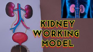 Kidney Working Model │ School Science Project