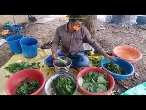 पांच पत्ती का काढ़ा कैसे बनाएं/paanch patti kadha - YouTube