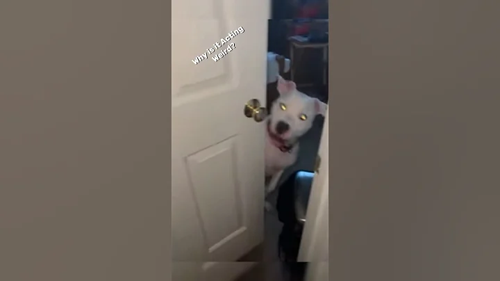 Skinwalker Disguised As Animal 🐶(Dog Edition) #shorts #viral #dog