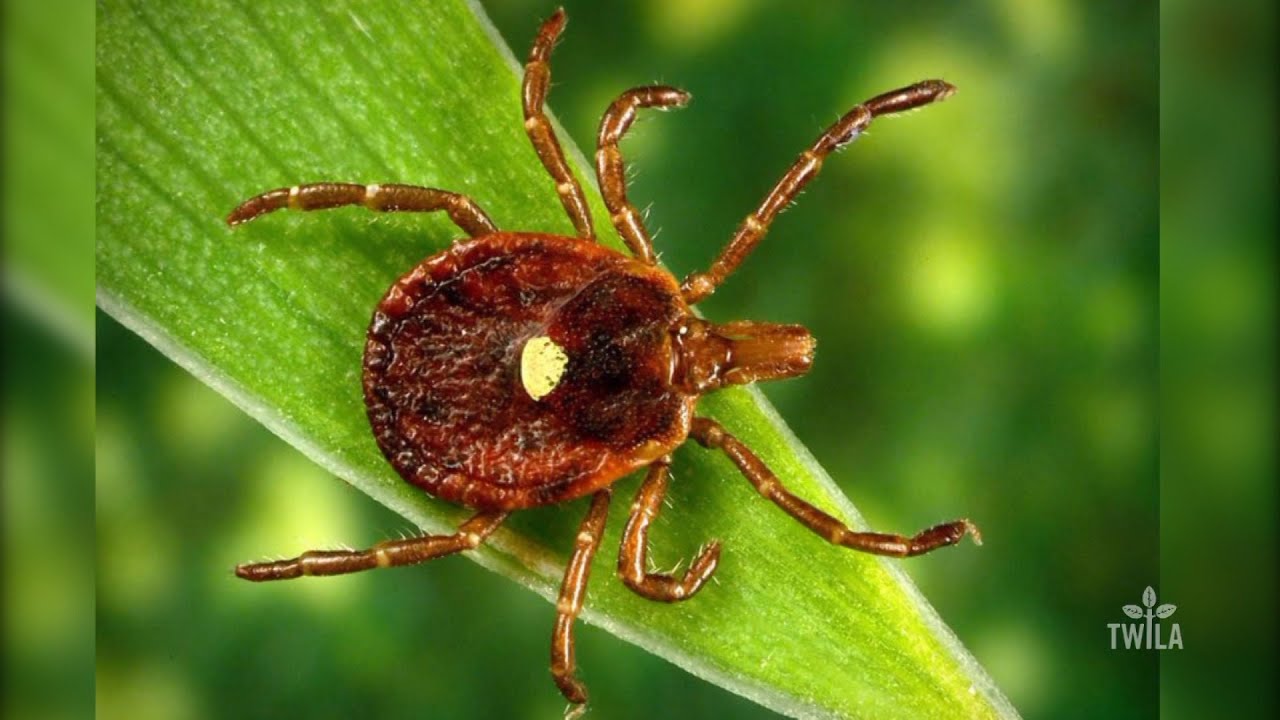 Tick Bite Causes Red Meat Allergy Youtube