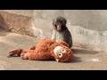 Punch Monkey | The Lonely Baby Monkey Who Found a Mom in a Stuffed Toy