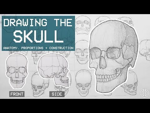 Video: Understanding Anatomy: The Skull