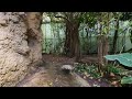 Avifauna 2020 Part 2 The Tropics (180 VR)