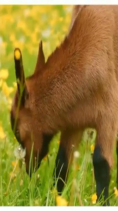 Dionis goat milk lotion water flowers and sea salt