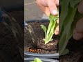 Growing Iceberg Lettuce from Seed to Harvest