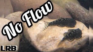 What You May Not Know About Hillstream Loach Aquarium Fish