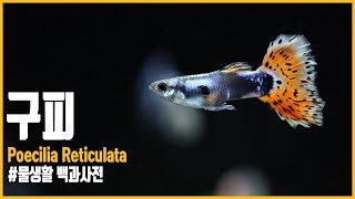 구피 키우기!! 이 영상으로 끝내봅시다!