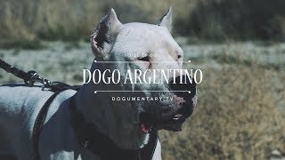 THE VOICE OF GOD: DOGO ARGENTINO