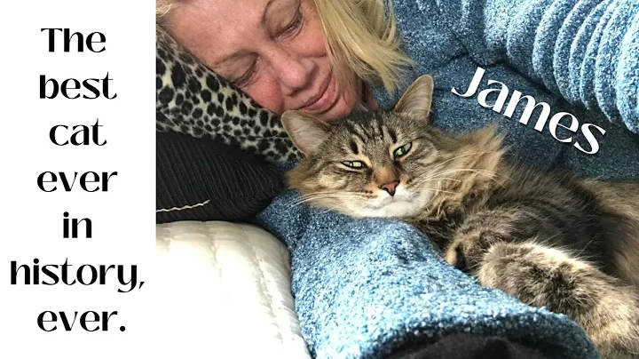 Video 10733421: mainecoon cats love, best cat