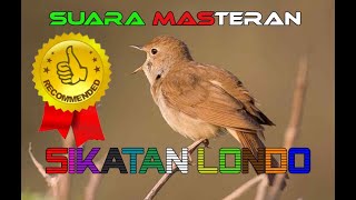 Suara Masteran Burung Sikatan Londo Mp3 Gacor Dor