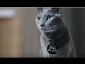 Русская голубая кошка ➠ Узнайте все о породе котов