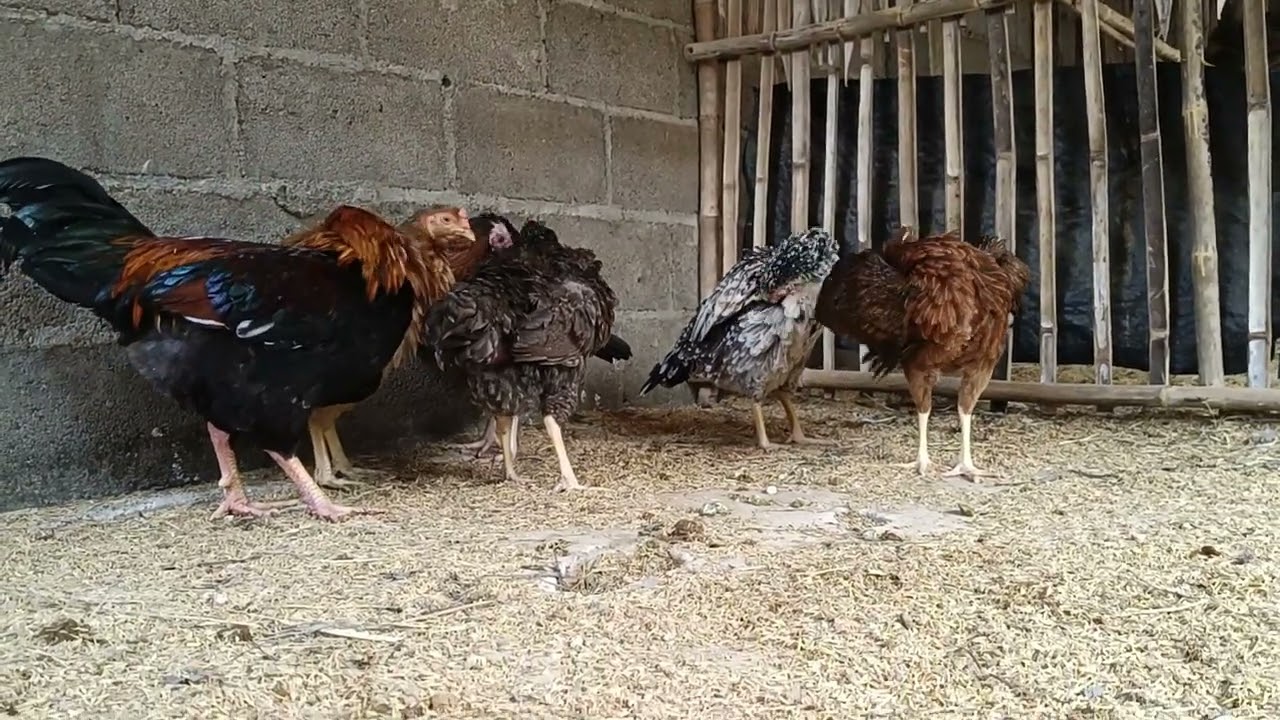 Playtime at the backyard chicken farm! 🐥💛Watch my adorable chicks play and explore together. Funny 