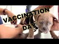 My puppys vaccination day rheignsky tv