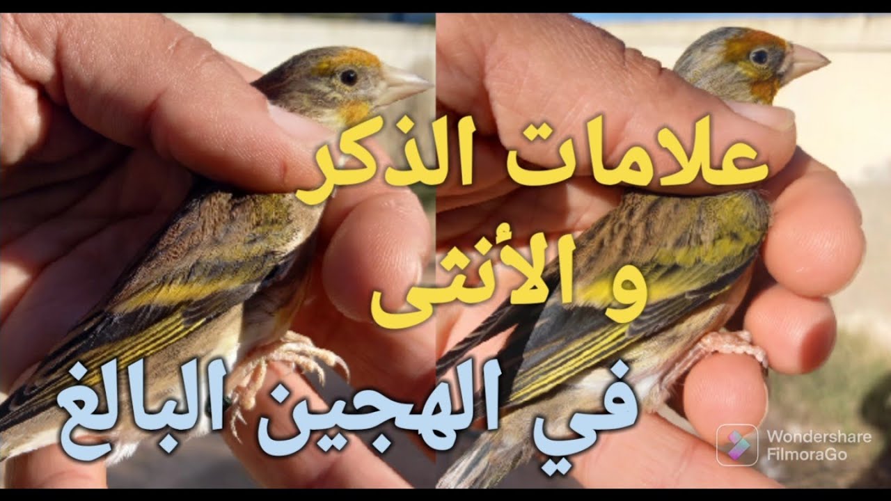 علامات تحديد جنس هجين الحسون البالغ من دون علامة التغريد | كيف نفرق بين الذكر و الأنثى في الهجين