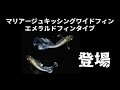 マリアージュ・キッシングワイドフィン　エメラルドフィンタイプ　垂水氏の最新品種　@楽めだか どこまで進化？　#エメキン