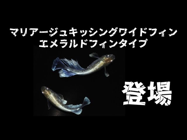 マリアージュ キッシングワイドフィン エメラルドフィンタイプ 垂水氏の最新品種 楽めだか どこまで進化 エメキン Youtube