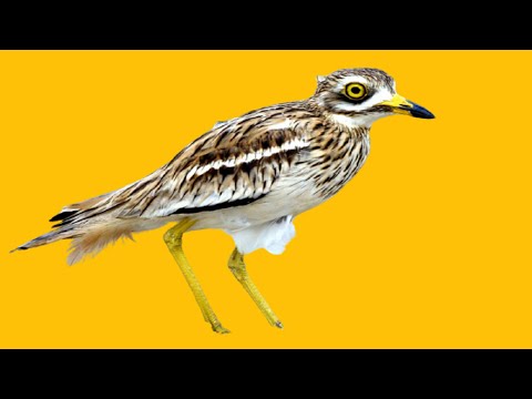 طائر الكروان الصحراوي