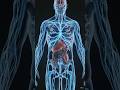 Your Body’s Secret Network 😱 | Peripheral Nervous System ExplainedHow Your Body Feels Everything