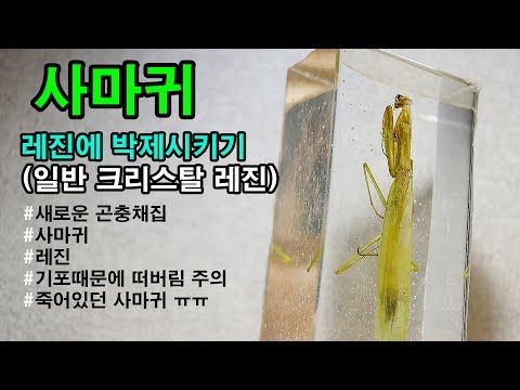 #reins #사마귀 #레진 #레진아트 #곤충채집              사마귀 레진에 넣어보기 - 새로운 곤충채집