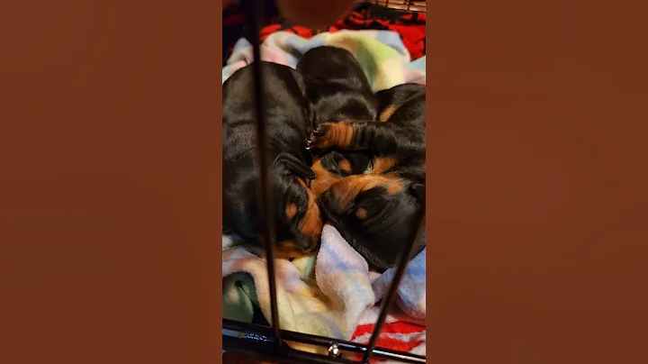 This puppy snuggling in is adorable #dachshund #puppies #cuteanimals