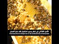 الأمن الغذائي في خطر بسبب استمرار فقد نحل العسل الأمن الغذائي في خطر بسبب استمرار فقد نحل العسل