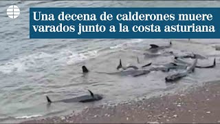 Una decena de calderones muere varados junto a la costa asturiana