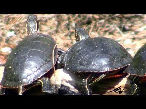 Video: Painted Turtle - Chrysemys Picta Reptielras Allergene, Gesondheid En Lewensduur