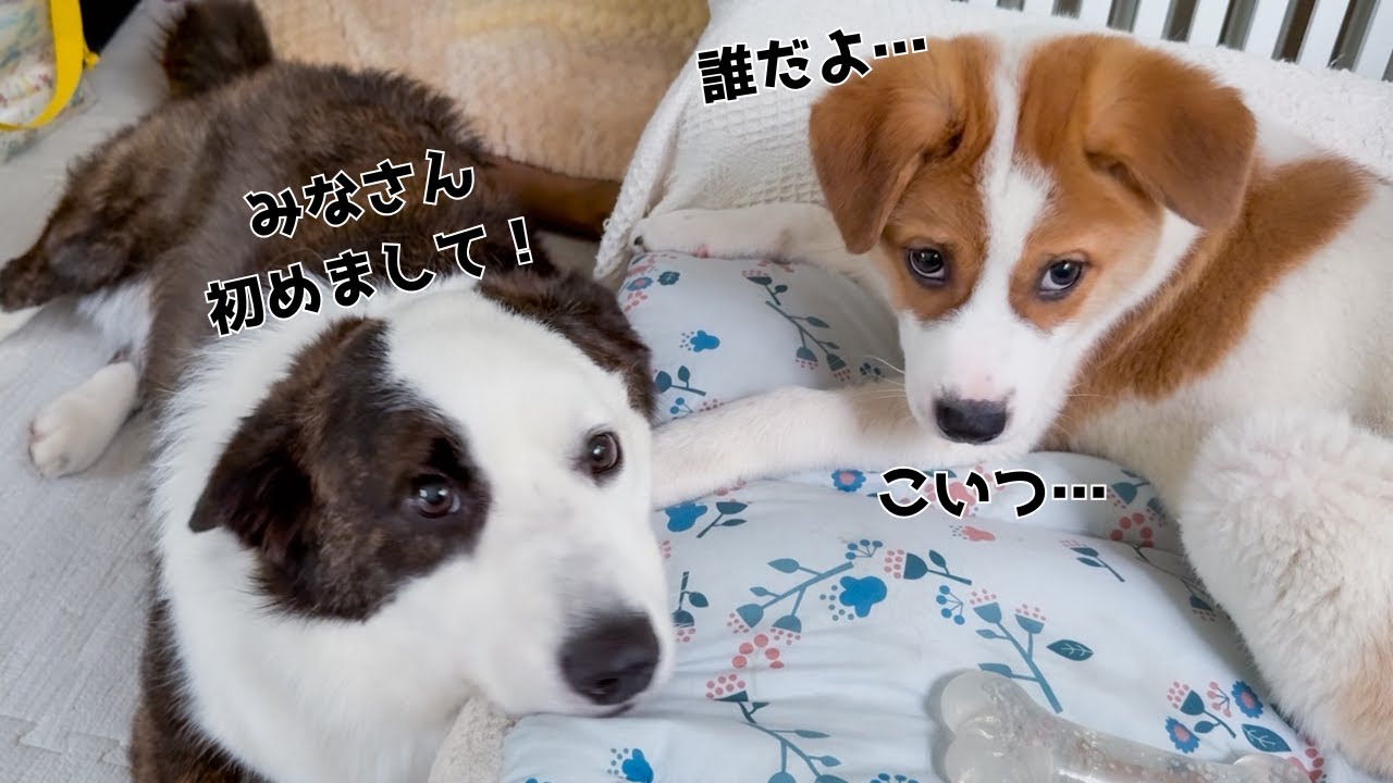 いぬやで 2026/05/21 - YouTube