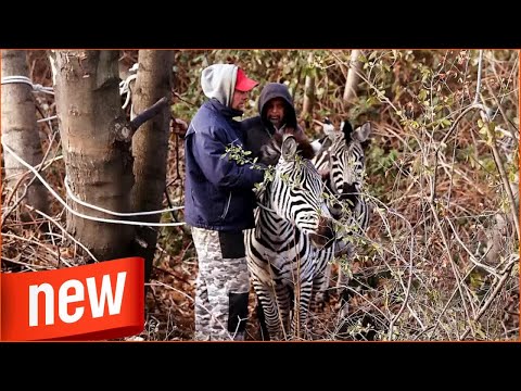 Zirkus-Zebras übergeben aus und halten Polizei in Puste