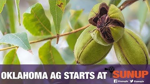 Pecan insect update (9/15/18)