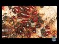 Bed Bugs Facts and Fiction