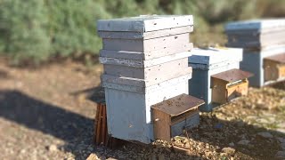 افضل طريقة لإنتاج العسل هي العاسلات القصيرة  بشمع اساس و كأنها زواءد  شمعية طريقة استخدامها و مكانها