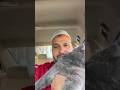 Lost Tom cat Turgut again