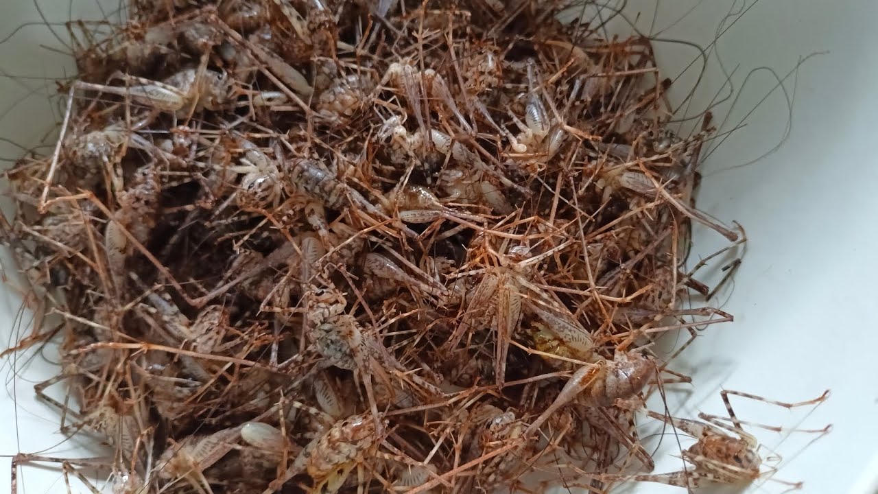 thử thách lần đầu tiên được ăn món này.con tôm rừng.(chôm chôm rừng ...