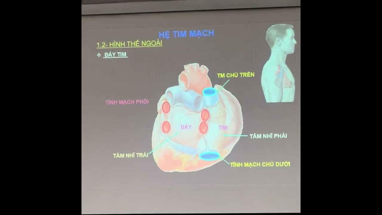 B3 Hệ Tim mạch P1