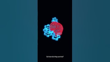 The Animal That Lives Without a Brain?! 🤯 #shorts  #facts #marinemystery  #animals