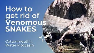 Cottonmouth snake | How we get rid of venomous snakes in Texas.
