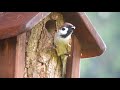 Birds of poland   tree sparrow