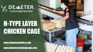 Egg collection and egg sorting with automatic equipment for modern commercial layer poultry farm