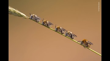 (Harder than Codependence?) BEELINE 100% (SOLO) | by Galaxxyss and more