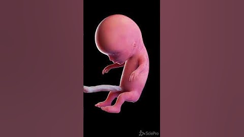 Development of a human fetus in 3d  #anatomy #meded #pregnancy