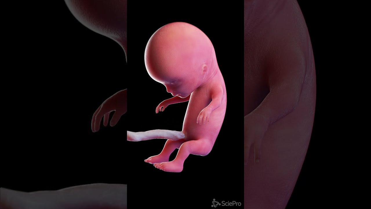Development Of A Human Fetus In 3d Anatomy Meded Pregnancy