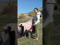 Bison Hide Tanning - Video 1: Washing, Fleshing, Framing